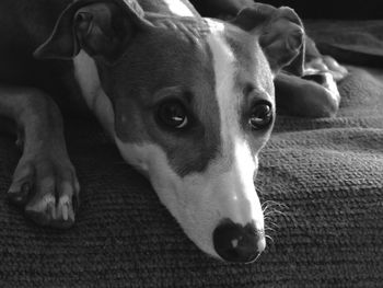 Close-up portrait of dog relaxing at home