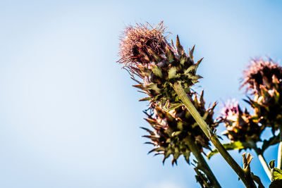 Low angle view of plant against clear blue sky