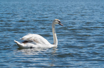 White swan swimming in lake