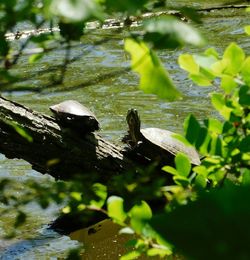 View of birds in lake