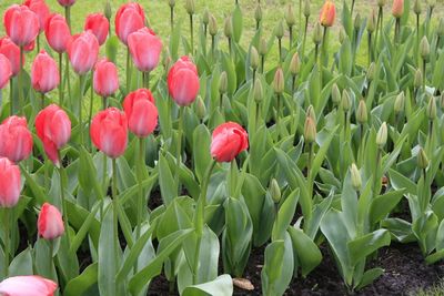 Close-up of red tulips in field