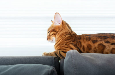 A beautiful kitty is resting on the back of the sofa by the window. side view