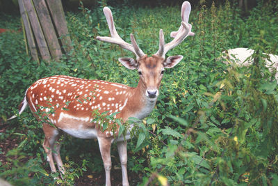 Deer in a forest