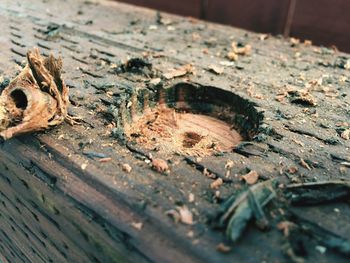 Close-up of an insect on wood