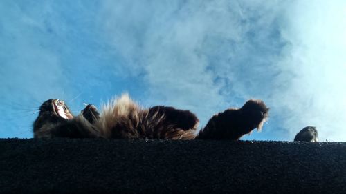 Low angle view of maine coon yawing while lying on roof against sky