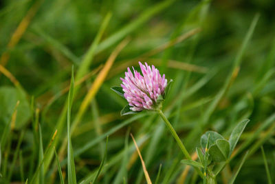 Close-up of pink flowering plant on field