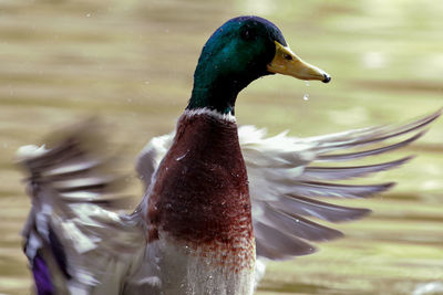 Blurred motion of male mallard duck flapping wings on lake