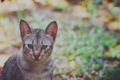 Close-up portrait of tabby cat