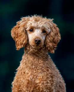 Close-up portrait of a dog