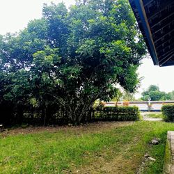 Trees and plants growing on field against sky