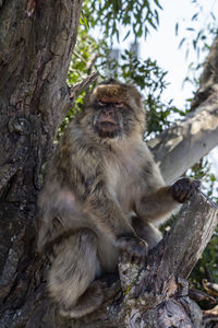 Low angle view of monkey sitting on tree trunk