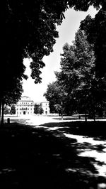 Road along trees in city