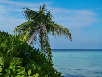 Palm tree by sea against sky