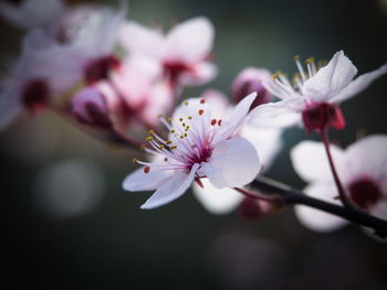 Close-up of cherry blossom