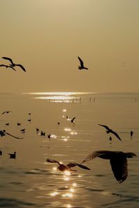 Seagulls flying over sea against sky during sunset