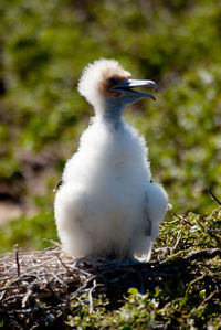 Close-up of bird