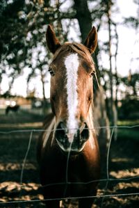 Portrait of horse in pen