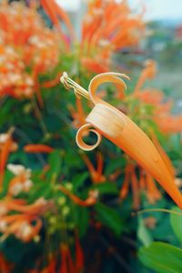 Close-up of orange flower