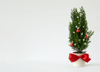 Close-up of christmas tree against white background