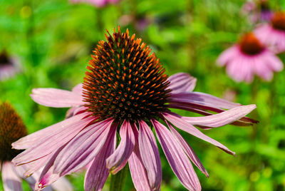 Close-up of pink flower