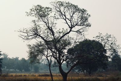 Trees against clear sky