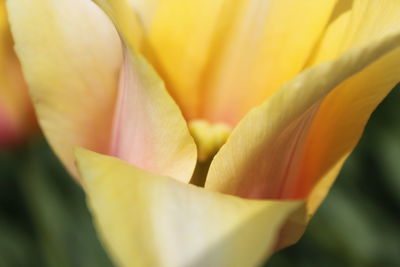 Close-up of yellow rose