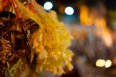 Close-up of yellow flower at night