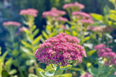 Close-up of pink flowering plant