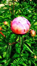 Close-up of strawberry growing on plant