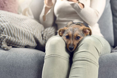 Close-up of dog sitting on sofa at home