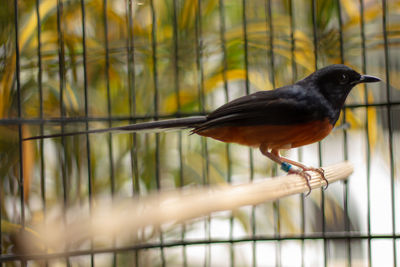 Close-up of bird perching on railing