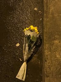 Close-up of yellow flowering plant against wall