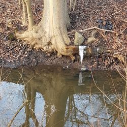 Reflection of tree in lake