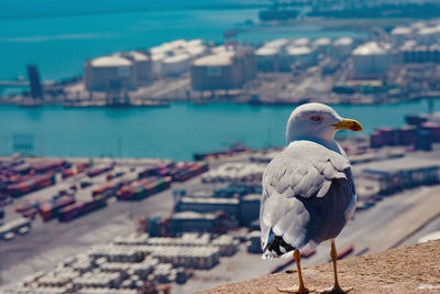 Seagull perching on a wall