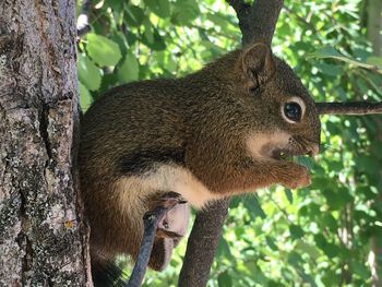 Close-up of a tree in forest
