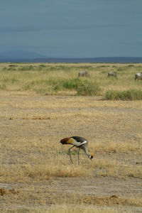 Grey crowned crane bird eating bugs in an arid field