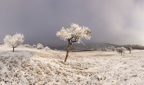 Scenic view of snow covered field against sky