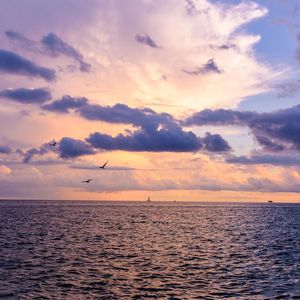 Bird flying over sea