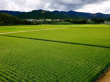 Scenic view of agricultural field against sky