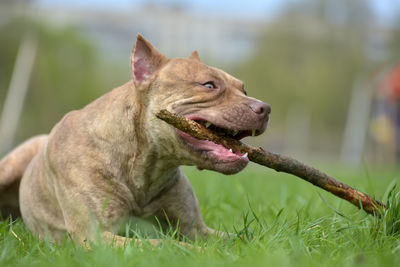 Close-up of a dog looking away