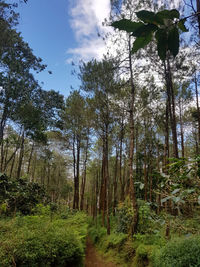 Low angle view of trees in forest against sky