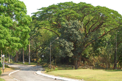 Trees by road in park