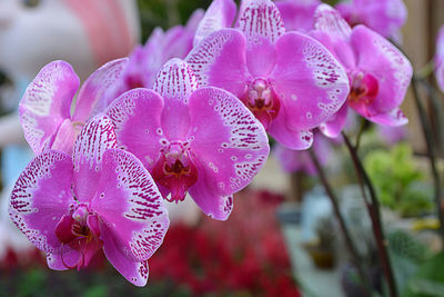 Close-up of wet pink flowering plant