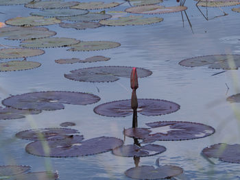 Reflection of birds in lake