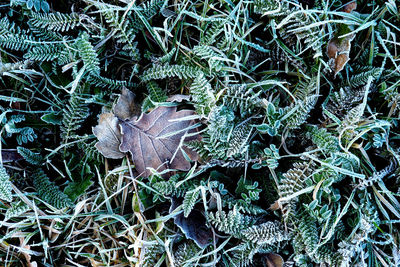 Full frame shot of frozen leaves in grass