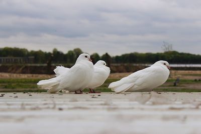 Close-up of birds perching on field against cloudy sky