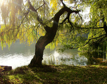 Tree by lake in forest