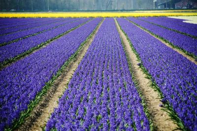 Scenic view of hyacinth field