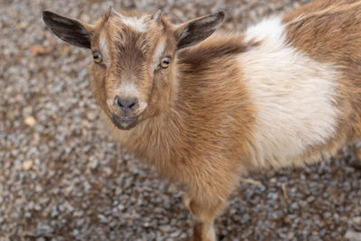 Close-up portrait of goat