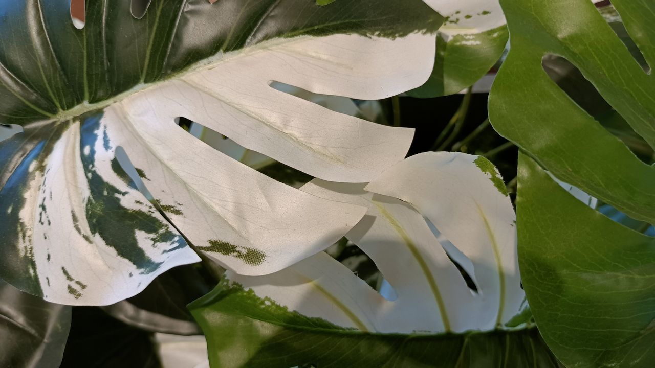 CLOSE-UP OF WHITE LILY LEAVES